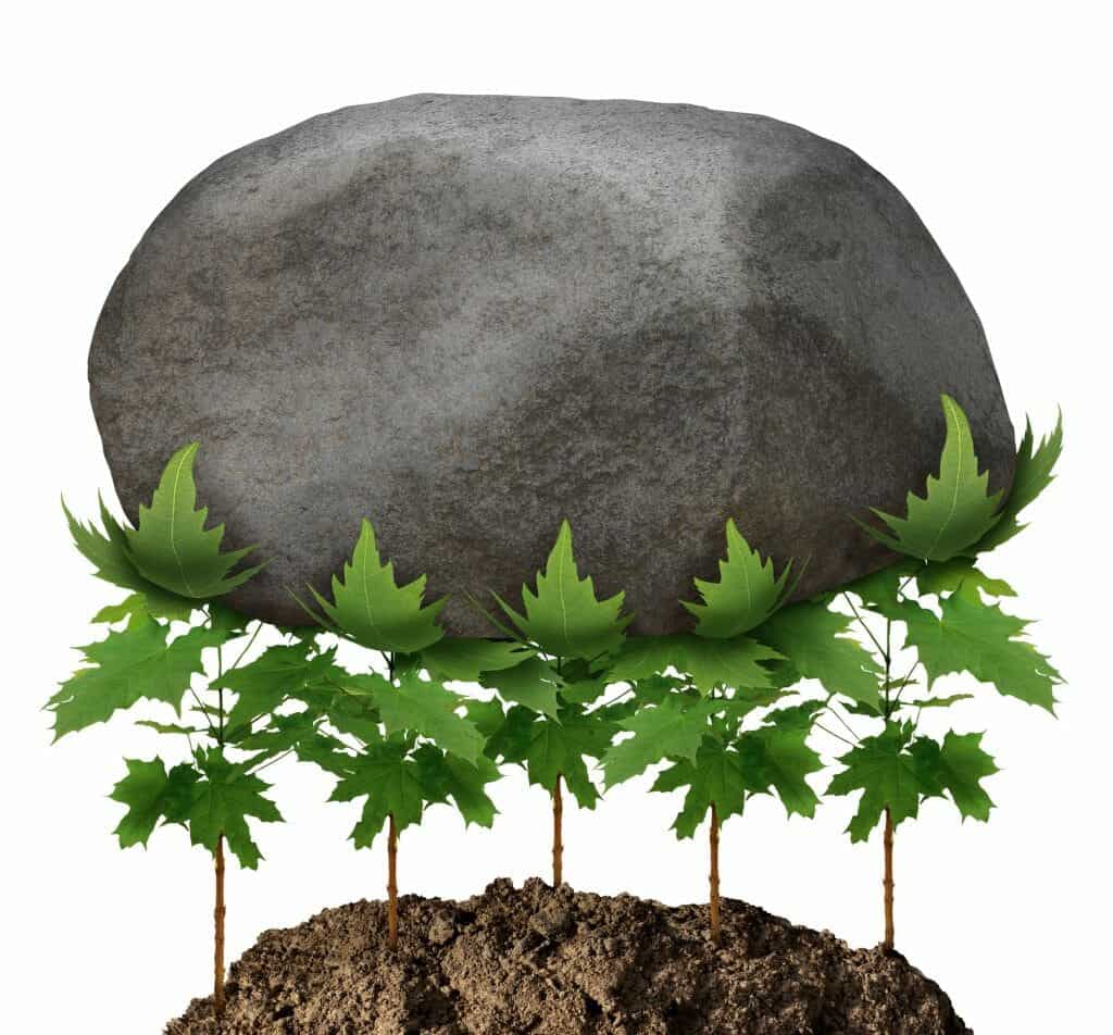 Boulder atop young green maple leaves