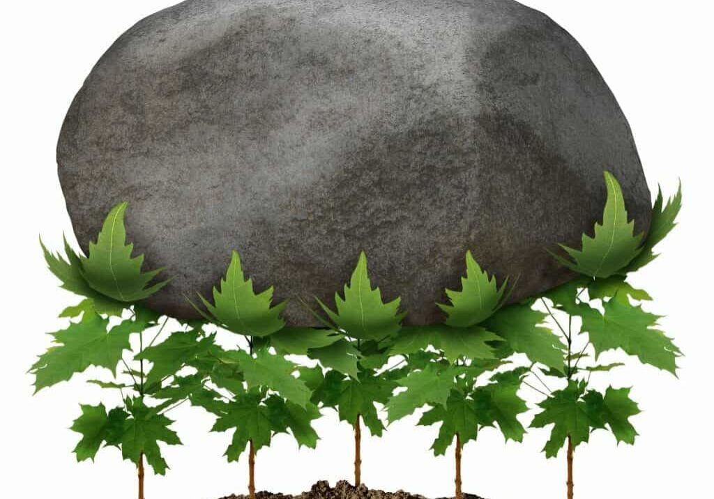 Boulder atop young green maple leaves